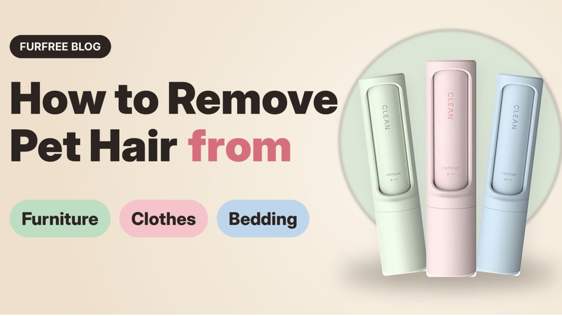 How to Remove Pet Hair from Furniture, Clothes & Bedding